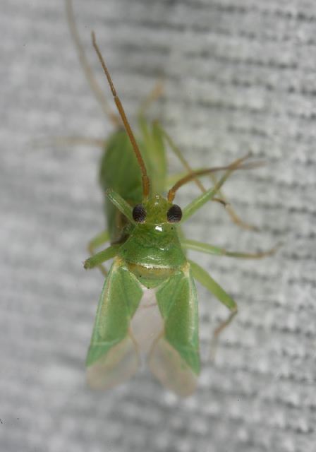   Miridae