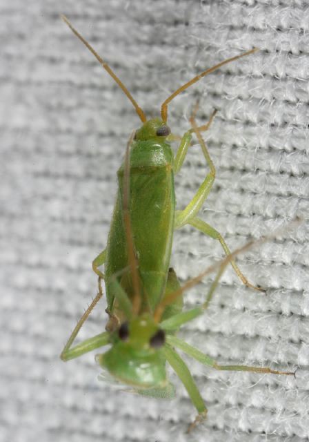   Miridae