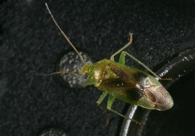   Miridae