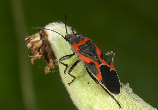 Lygaeus kalmii Lygaeidae