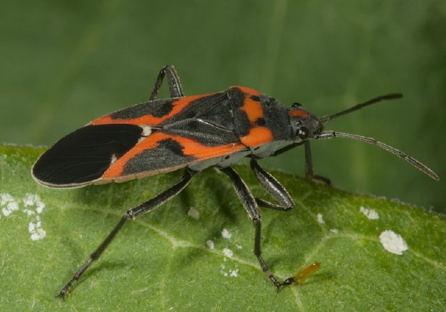 Lygaeus kalmii Lygaeidae