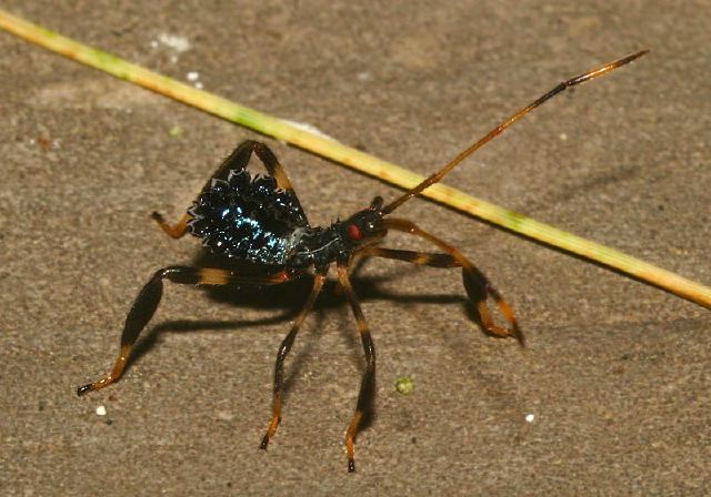 Acanthocephala terminalis Coreidae