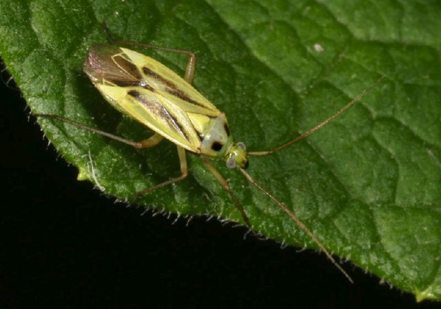 Stenotus binotatus Miridae