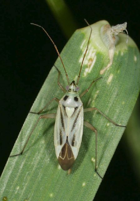 Stenotus binotatus Miridae