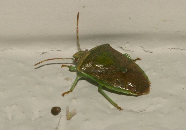 Banasa calva Pentatomidae