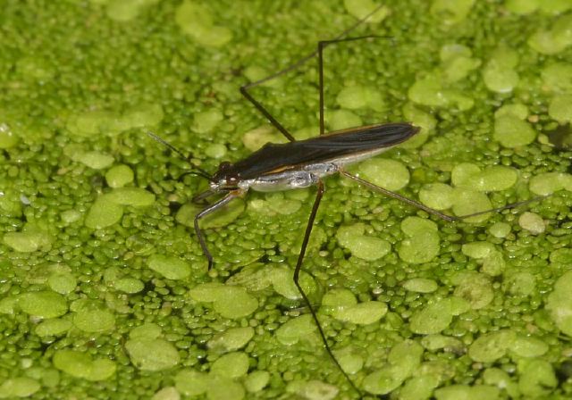 Gerris sp. Gerridae