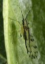 aphid9043