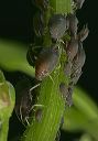 aphids8872