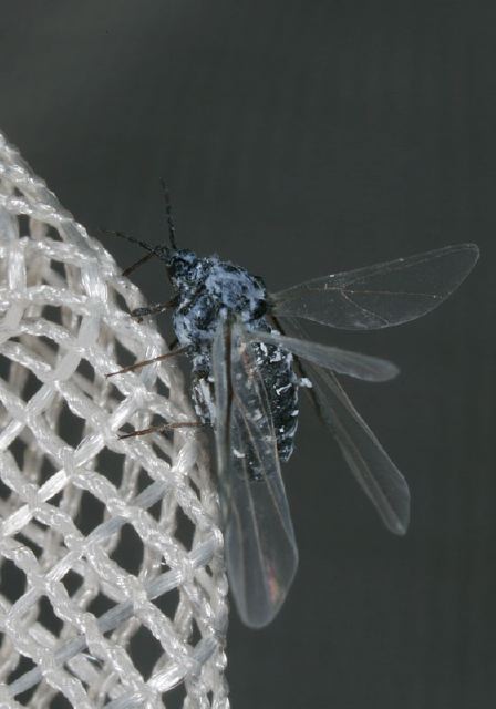   Aphididae