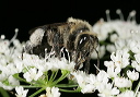 andrena_8911