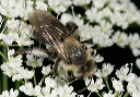 andrena_8912