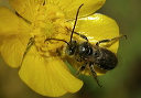 bee_1549