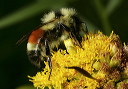 bombus_0957