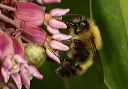bumble_bee450