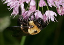 carpenter_bee2106