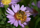 honey_bee237