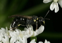 hylaeus_sp_8914