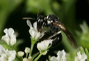 hylaeus_zh3z0549