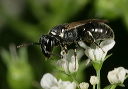 hylaeus_zh3z0552