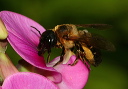 img_2370_leaf-cutting_bee