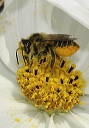 leaf-cutting_bee4603