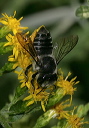 megachile5120