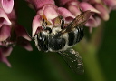 megachile_0387