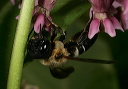 megachile_0402