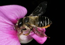 megachile_0423