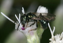 small_carpenter_bee4845