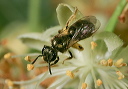 zh3z9065_lasioglossum