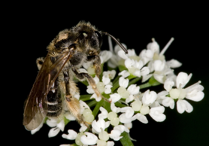 Andrena sp. Andrenidae