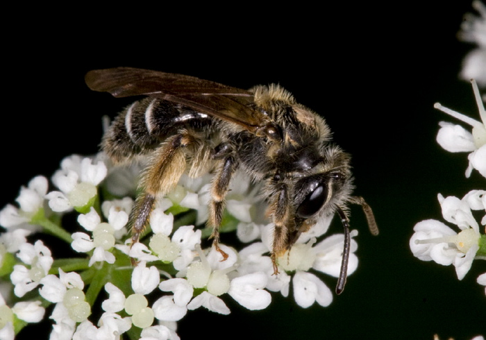 Andrena sp. Andrenidae