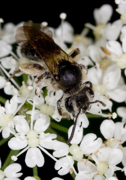 Andrena (Larandrena) miserabilis? Andrenidae