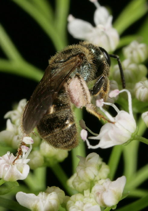 Lasioglossum (Dialictus) sp.? Halictidae