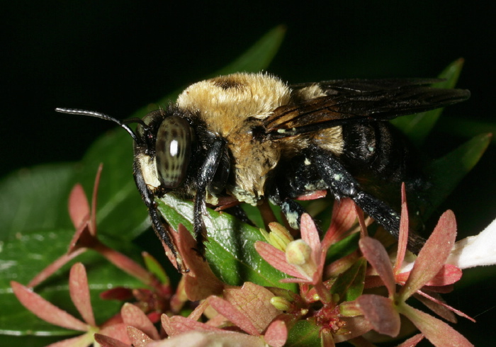 Xylocopa virginica Apidae