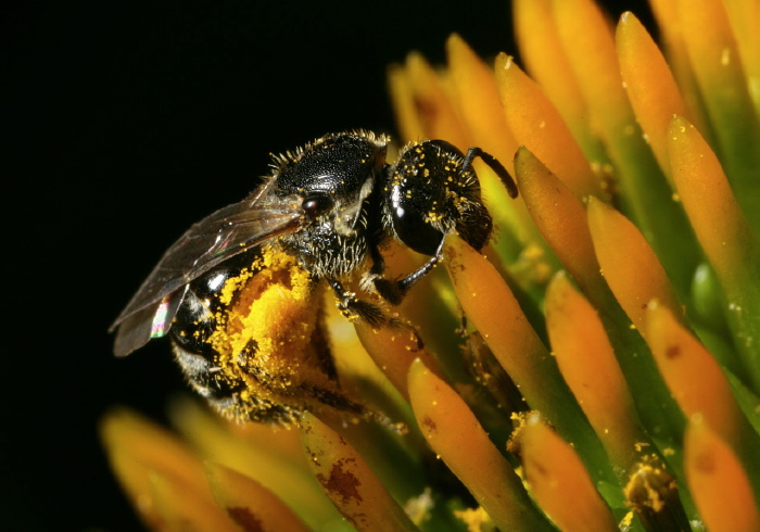 Lasioglossum (Dialictus) pectorale Halictidae