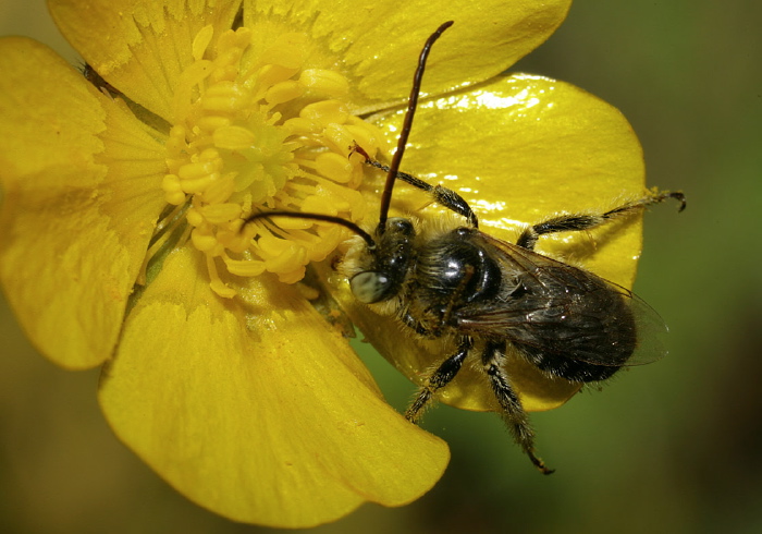 Melissodes (Eumelissodes) sp. Apidae