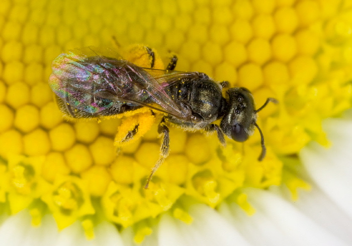 Lasioglossum (Dialictus) imitatum Halictidae