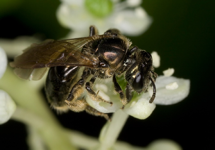 Lasioglossum (Dialictus) nigroviride Halictidae