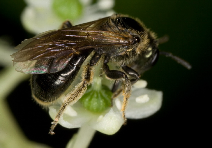 Lasioglossum (Dialictus) nigroviride Halictidae