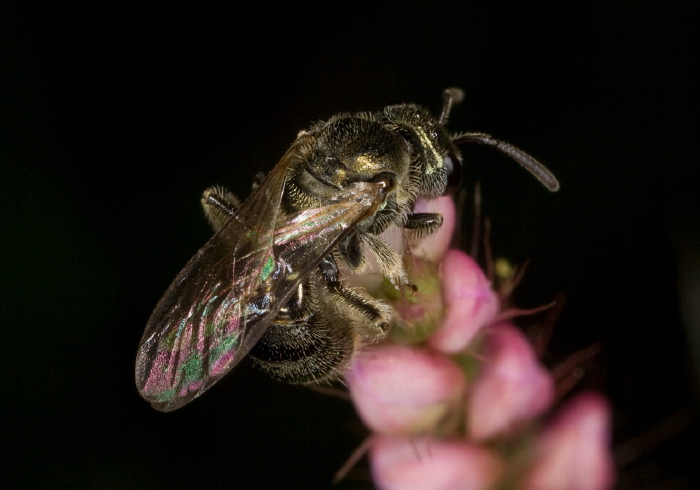 Lasioglossum (Dialictus) sp. Halictidae