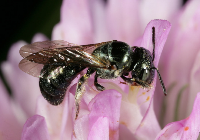 Ceratina (Zadontomerus) sp. Apidae