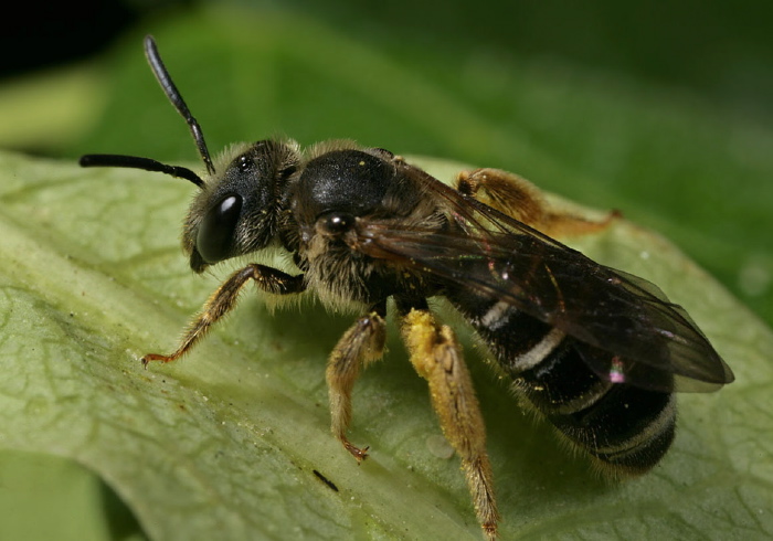 Lasioglossum (Dialictus) sp. Halictidae