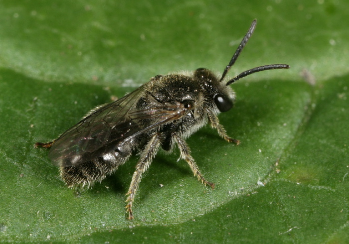 Lasioglossum (Dialictus) sp. Halictidae