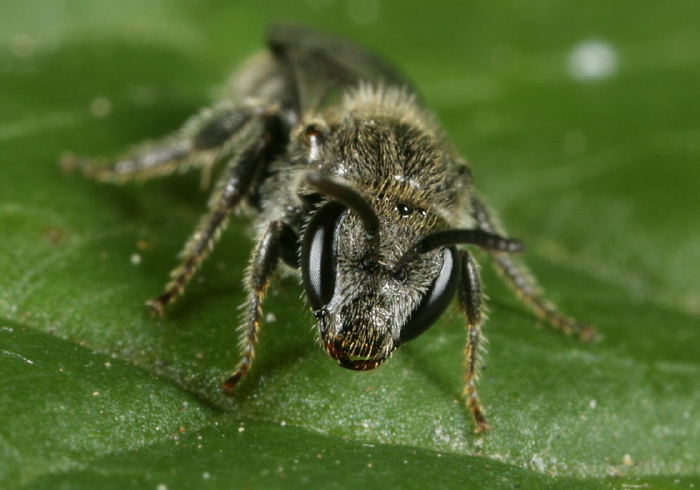 Lasioglossum (Dialictus) sp. Halictidae