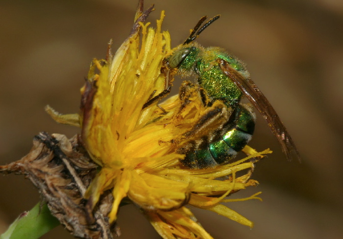 Agapostemon (Agapostemon) splendens Halictidae