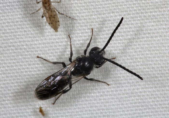 Sphecodes sp. Halictidae