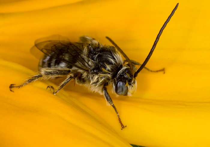 Melissodes (Eumelissodes) sp. Apidae