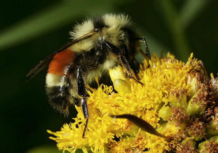 Bombus (Pyrobombus) ternarius Apidae